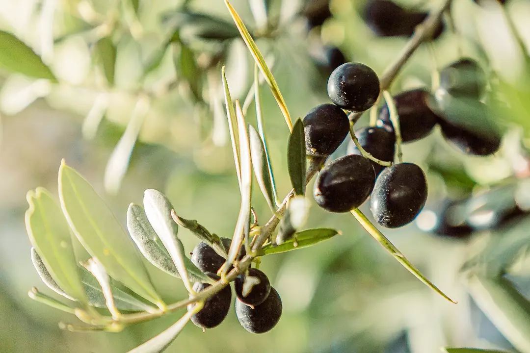 Olivas