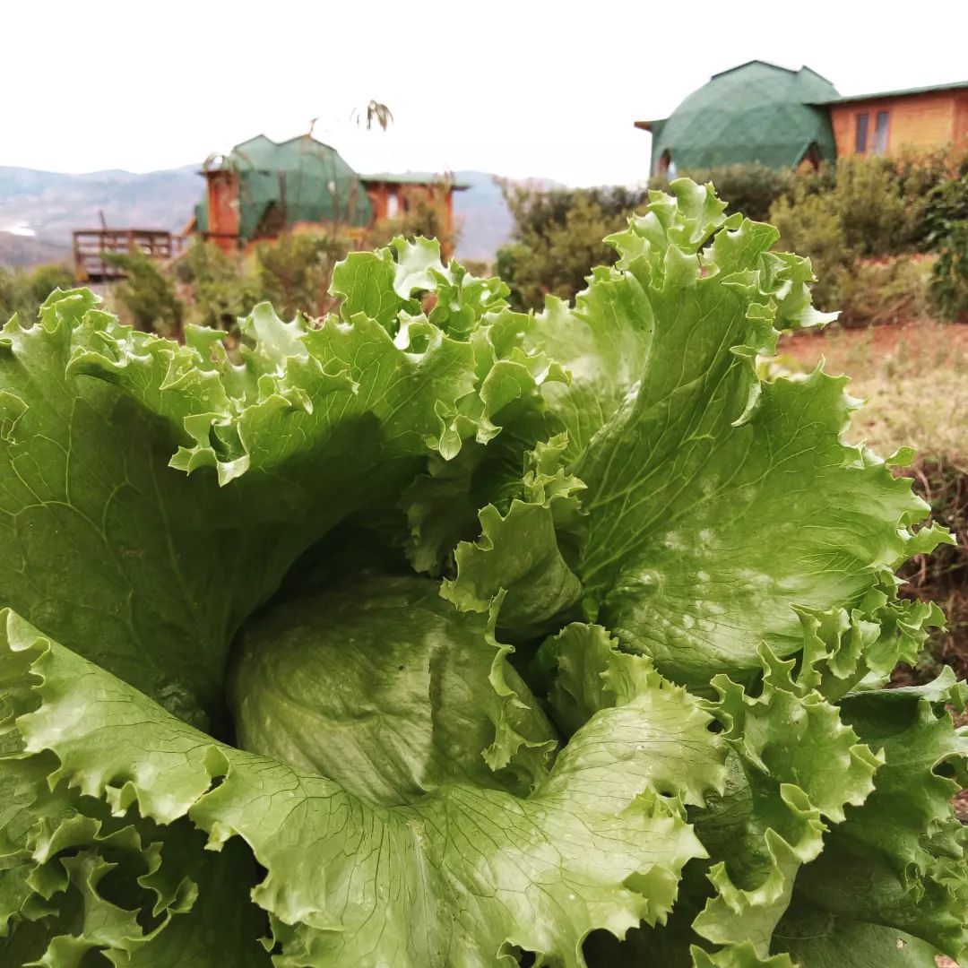 Lechugas